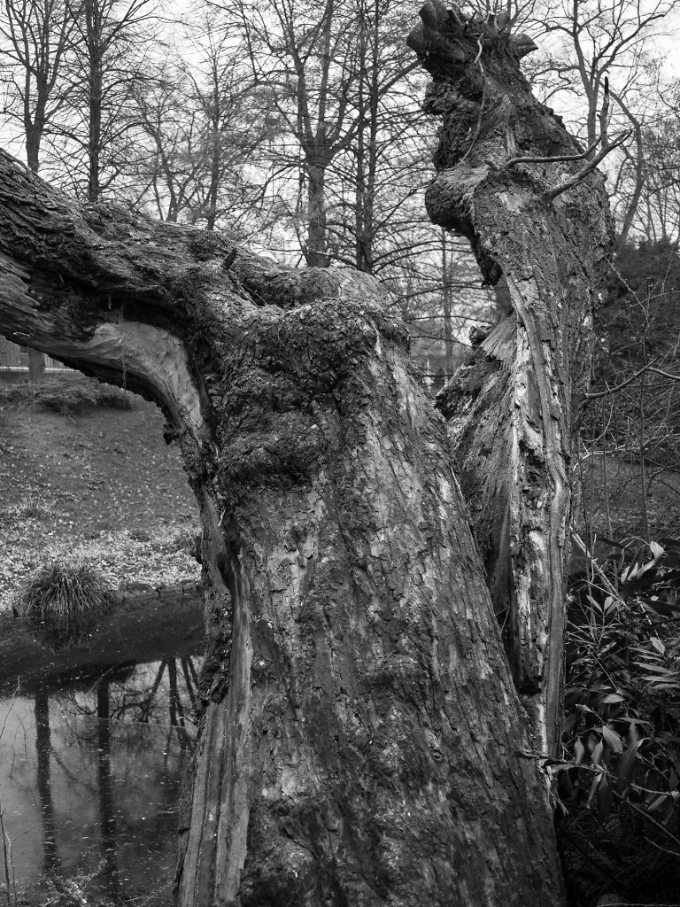 old tree