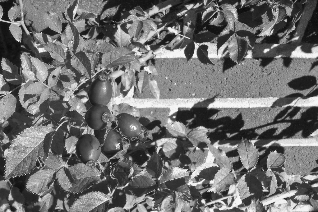 20111016-1100-R0010868.jpg